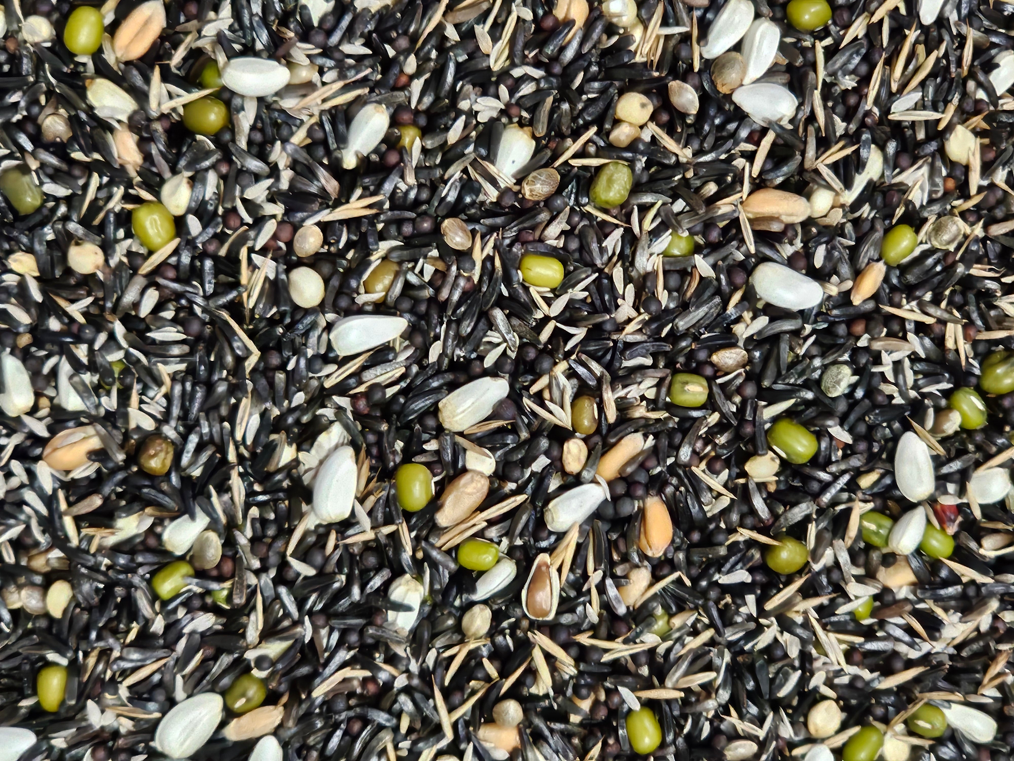 Manitoba Alta Germinazione Canary