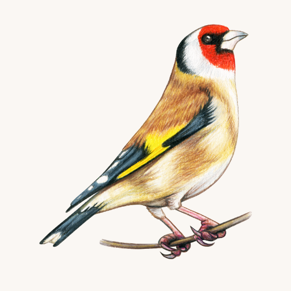 Live Birds