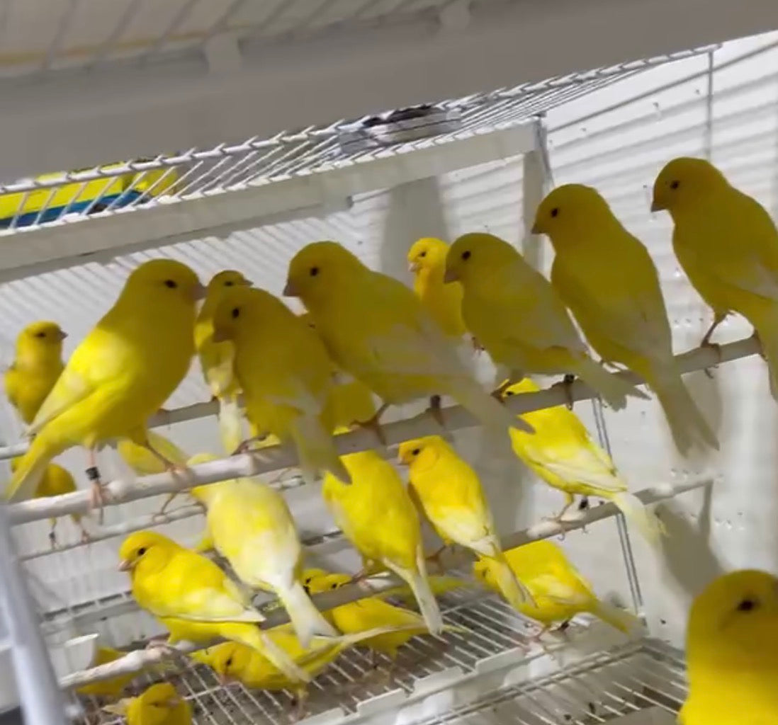 Yellow Canary