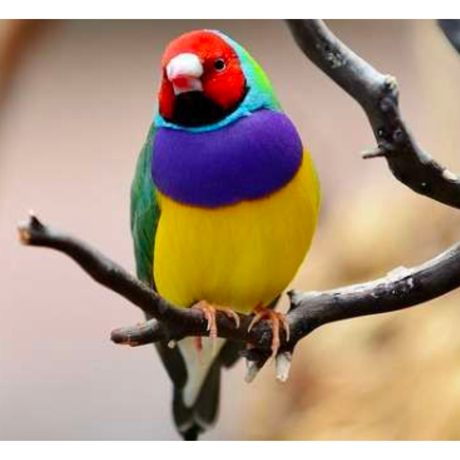 Lady Gouldian Finches - Red Head Green Back