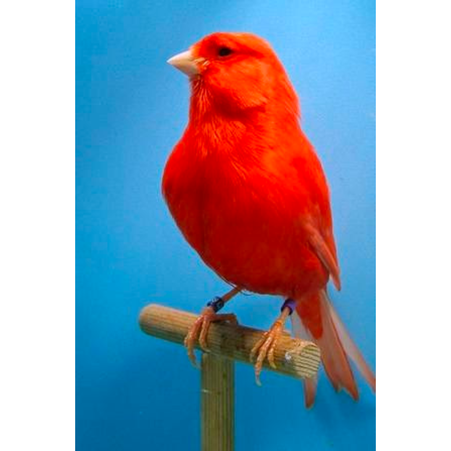 Canary Red Factor