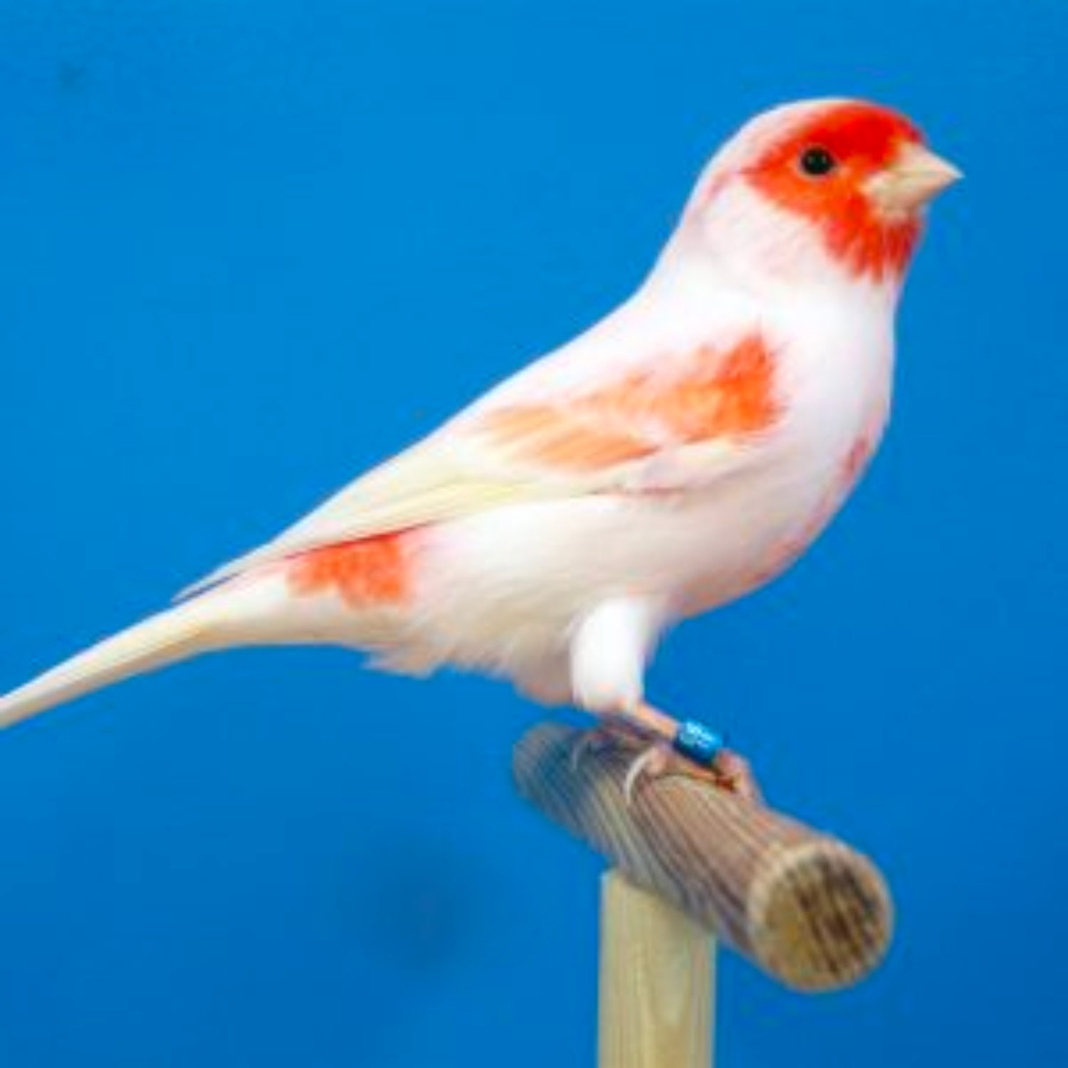 Red Mosaic Canary