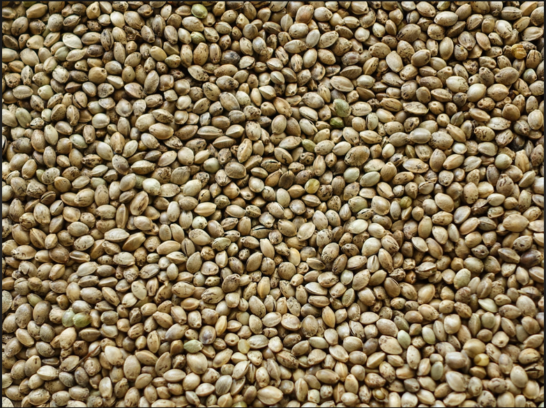 Hemp Seed