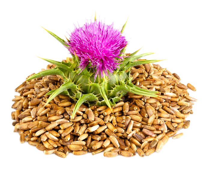 MILK THISTLE SEED