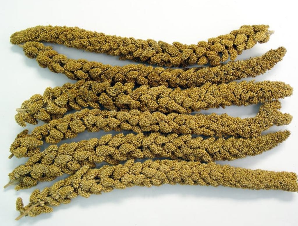 spray millet